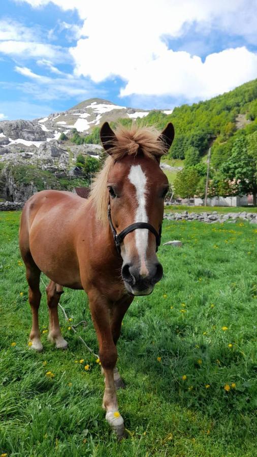 Katun Mokra Accommodation & Horseback Riding Podgorica Exterior photo